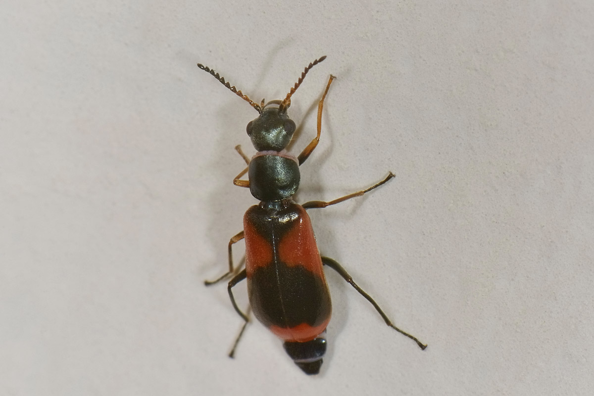 Anthocomus equestris - Malachiidae